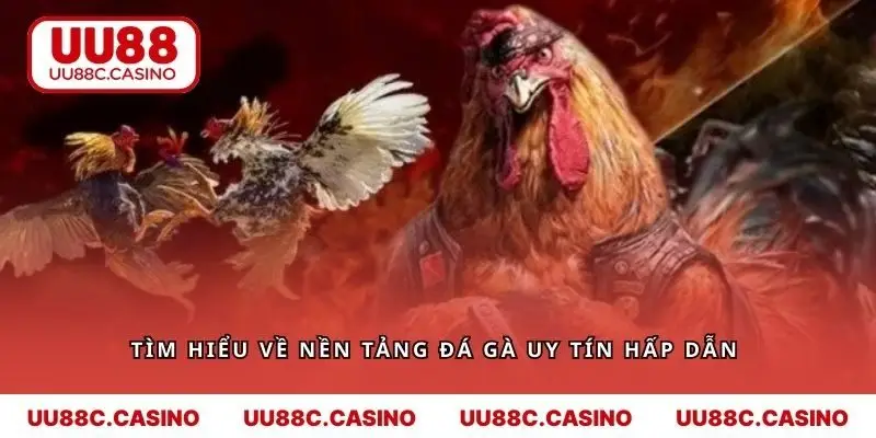Tìm hiểu về nền tảng đá gà uy tín hấp dẫn